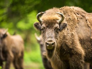 Europas verborgene Naturwunder