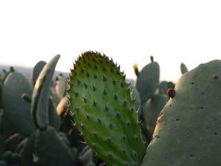 Nopal, der Alleskoenner aus Mexiko