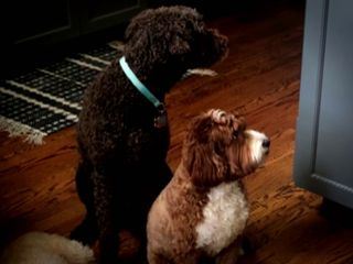 Die Superkraefte der Tiere