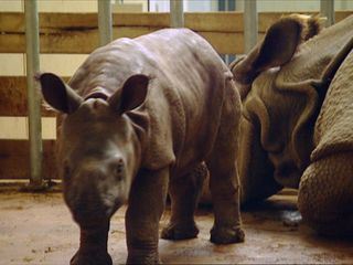 Eisbaer, Affe & Co.