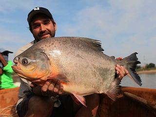 Auf der Suche nach dem Monsterfisch