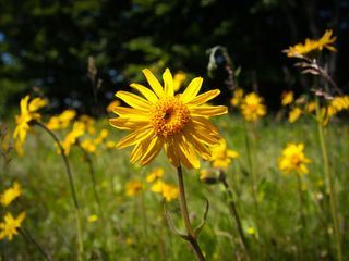 Arnika von der Kraft einer Heilpflnaze
