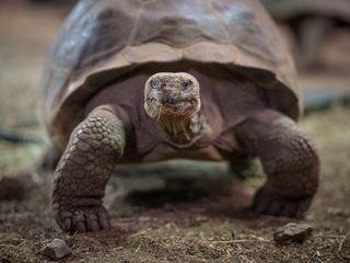 Zoo und so - Tierisch wild!