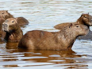 Anna und die wilden Tiere