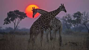 Okavango - droemmarnas flod