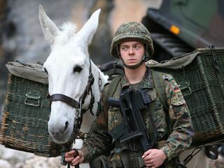 Tiere im Krieg - Spione, Boten und Kaempfer