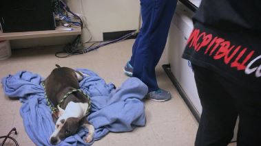 Pitbulls auf Bewaehrung