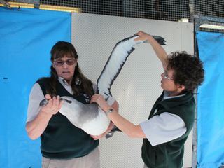 Taronga Zoo Hautnah