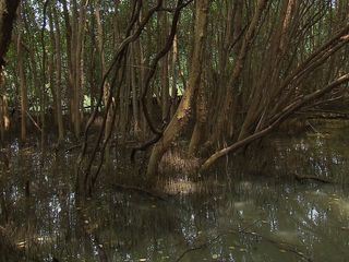 Anna und die wilden Tiere