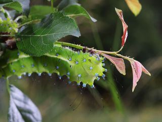 Geheimnisvolle Wiesenwelt