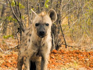 Das Waisenhaus fuer wilde Tiere