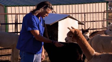 Tierarzt Dr. Jeff - Der Rocky Mountain Doc (Tierarzt Dr. Jeff - Der Rocky Mountain Doc (Dr. Jeff: Rocky Mountain Vet))