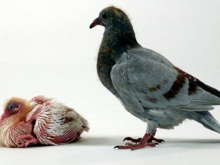 Tierisch clever Tierisch clever