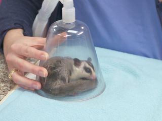 Dr. Ks tierische Notaufnahme