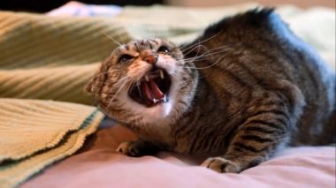 Der Katzenfluesterer
