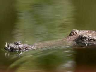 Built to Survive - Überleben ist alles