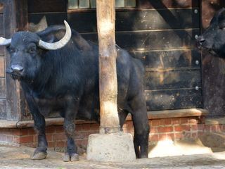 Panda, Gorilla & Co.