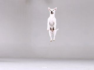 Tierisch unglaublich!