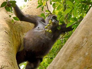 Gorillas hautnah