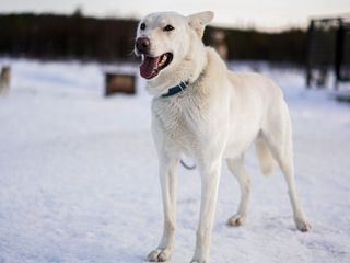 Abenteuer Lappland - Die Husky-Tour des Lebens