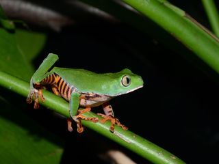 Die fabelhafte Welt der Froesche