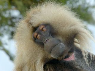 Die Sprache der Tiere