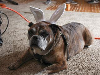 Pet Palace - Haustraeume fuer Haustiere