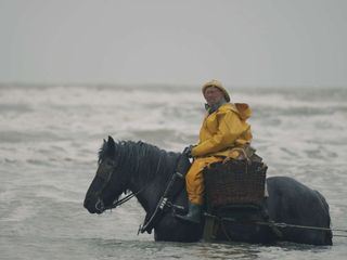 Re: Die letzten Pferdefischer Belgiens