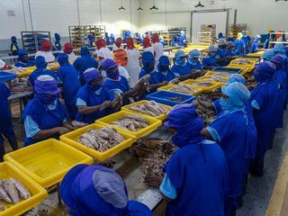 Thunfisch - Der bedrohte Jaeger