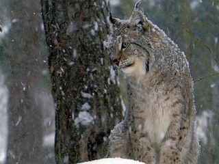 Wilde Arktis