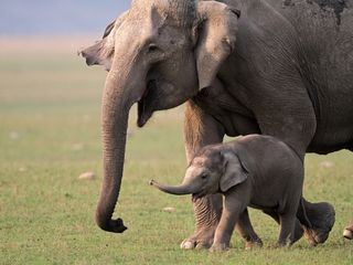 Tiere ausser Rand und Band Tiere ausser Rand und Band