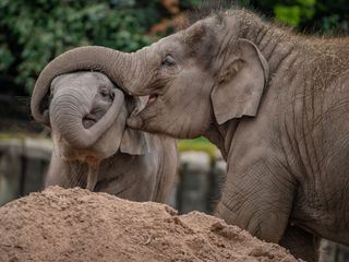 Zoo und so - Tierisch wild!