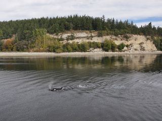 Orcas - Herrscher der Meere