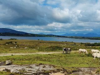 Connemara - Wie das Land, so das Pony