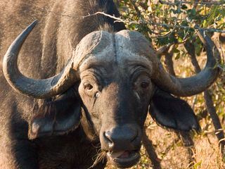 Die gefaehrlichsten Raubtiere der Welt