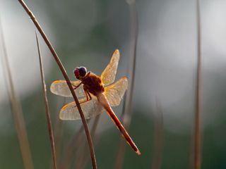 Insekten - Die heimlichen Herrscher