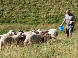 Verrueckt nach Schafen - der Schaefer aus dem Pfaffenwinkel