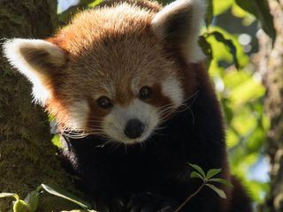 Der kleine Panda