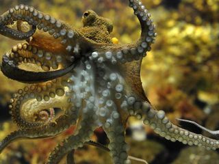 Giraffe, Erdmaennchen & Co.