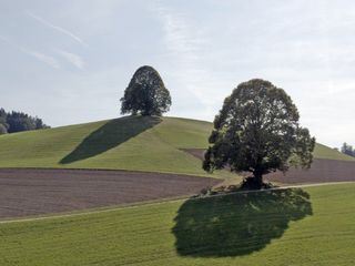 Die magische Welt der Baeume