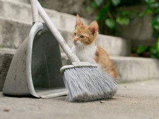 Istanbul, Stadt der Katzen