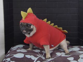 Sitz, Platz, Aus! Tierische Nervensaegen