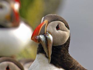 Schottland - Herbe Schoenheit am Atlantik