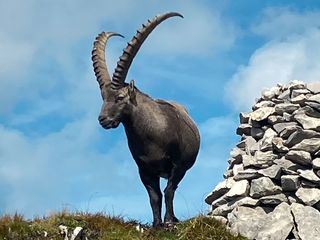 SRF bi de Luet - Echte Tierhelden