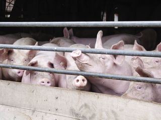 Gefahr aus dem Stall - Erst das Tier, dann wir?