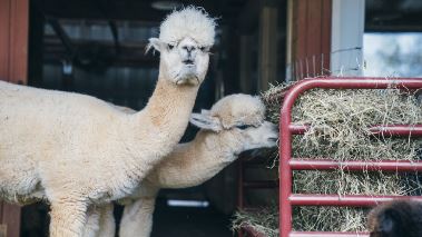 Homegrown - Aus Liebe zum Garten