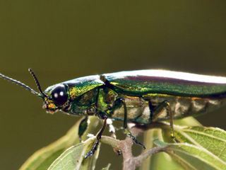 Insekten - Die Meister der Anpassung