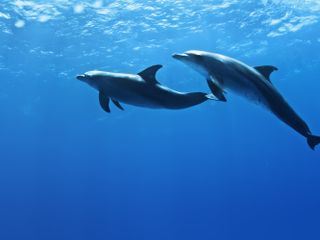 Im Bann der Delfine