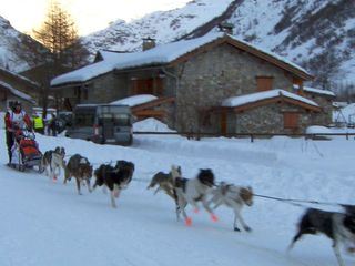 Lara rennt - Schlittenhunde am Mont Blanc