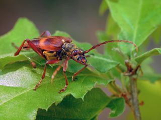 Insekten - Die heimlichen Herrscher